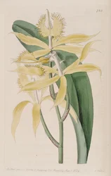 Illustration von Epidendrum ciliare (als syn. Epidendrum cuspidatum)